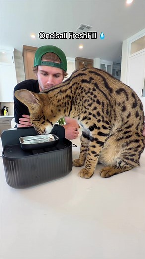 Oneisall FreshFill: Filterless Cat Water Fountain