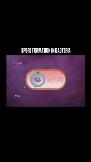 Spore Formation in Bacteria Explained in 60 Seconds #biology #science #biosquare #new
