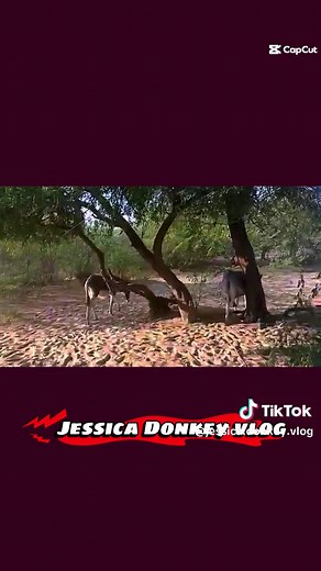 jessicadonkeyvlog on TikTok