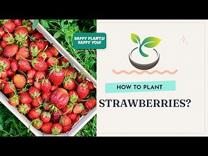 🍓🍀 How to Plant Strawberries: A Beginner's Guide to Juicy Harvests
