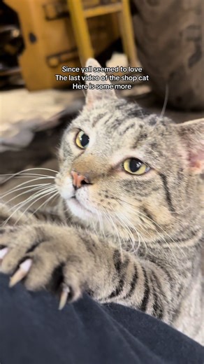 Meet the Adorable Shop Cat and Its Loud Little Car