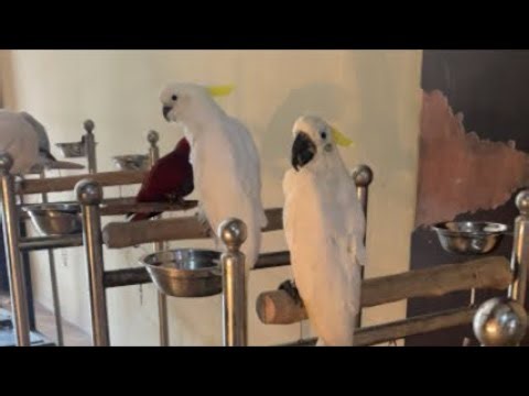 EDUCATION PARROT