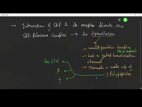 er protein targeting