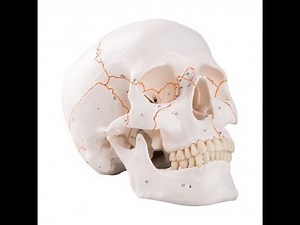 Lab 2.02 - Facial Bones of the Skull