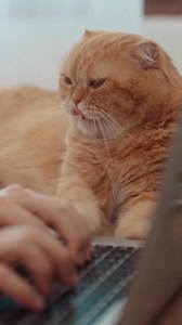 Save 35%* and get your pet's must-haves delivered right to your door with shopmyvca.com. | VCA Animal Hospitals
