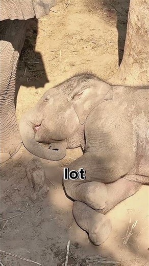 This Elephant Had the Best Day Ever… So Funny 😂🐘 #shorts