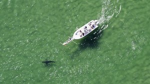 WATCH: Photographing Great White Sharks off Cape Cod