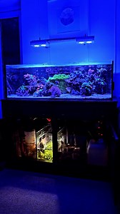8K views · 66 reactions | Fully custom reef tank setup filmed today in Basingstoke. Can't wait to share this one on youtube soon! Do you guys keep marine fish? What's your favourite type? #aquarium #pond #aquariumhobby #aquariummaintenanceservice #aquariummaintenance #aquascape #fish #fishtank #fishkeeping #aquatic #aquariums #ponds #aquaticelements #reef #reeftank #tropicalfish | Aquatic Elements | Facebook