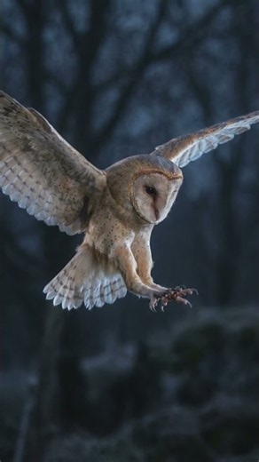 How Do Barn Owls Find Prey in Total Darkness