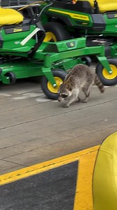 An obviously sick Raccoon at Lowe’s in Aiken. Animal control has been notified. | Aiken Info