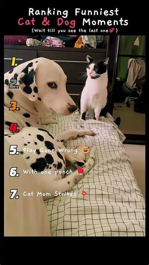 Ranking the funniest cat and dog moments 😂