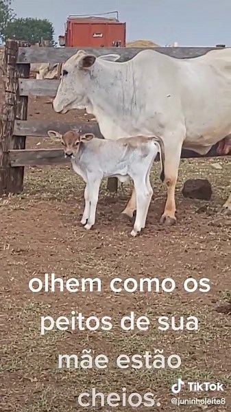 Understanding Cow and Calf Health on Farms