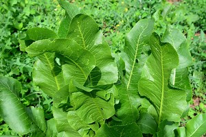 Roślina nie do zdarcia. Jak uprawiać chrzan, by cieszyć się nim, a nie z nim walczyć?