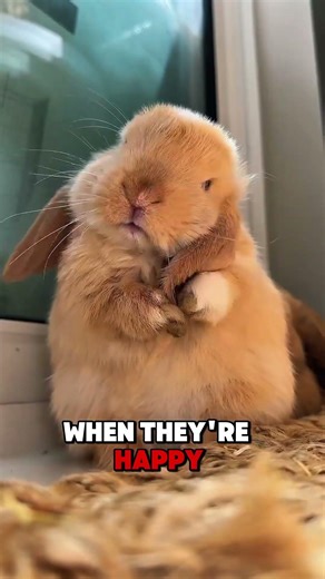 The Secret Life of Rabbits 🥰... #animalshorts #facts #trend #rabbits