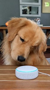 Tucker tries to figure out Alexa