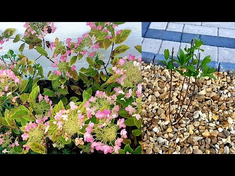 Planting Hydrangea Paniculata (Pink Diamond) in my front yard in & update on Hydrangea macrophylla