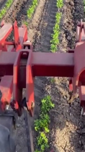 Brave Bird Stops a Tractor to Protect Its Eggs 🐦🥚 Incredible Moment!