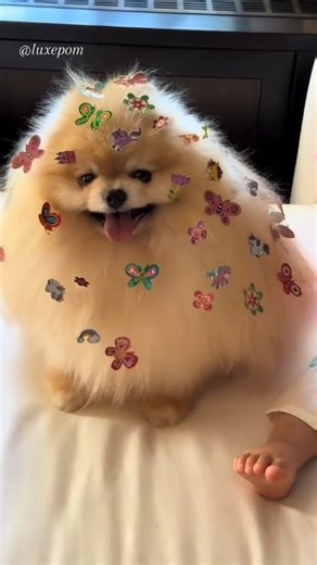 pomeranian_world�� on Instagram: "😍😍😍 From tiktok:luxepom #pomeranianloverpost#pomeranianofficial #PomeranianSquad #pomeranianloverpost"