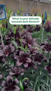 Mysterious lily Black Ship😱 #lilium #lilybulbs #lily #lilyflower #lilie #lilien #lilies #dutchlilydays #lelie #lelien #giglio #gigli #lilija #lirio #lirios #lírio #lys #leliebollen #bulbesdelys #lilienzwiebeln #bulbidigiglio #blackflowers #blacklily | DUTCH-BULBS.COM