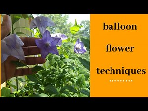 How to get more Balloon flower (fuji blue) by pruning/flowering techniques/best plant care & updates