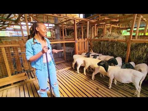 Dorper sheep nutrition and breeding cycle tips.