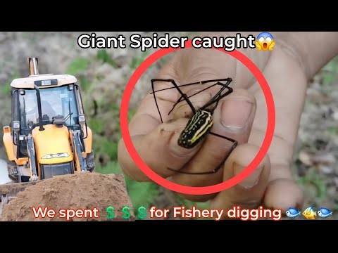 Traditional Spider Hunting & Fishery Digging by JCB |Mowe&gigi