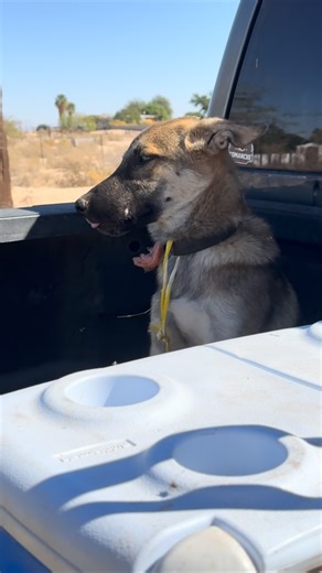 2.6K views · 1.9K reactions | These German Shepherd (we believe they...