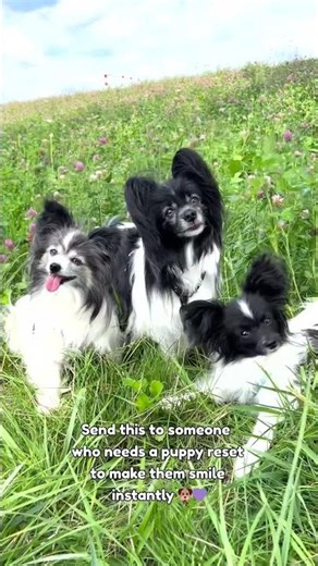 PaPiLLoN Cuteness Overload 🐶💜 | Heart Melting Head Tilt Magic!