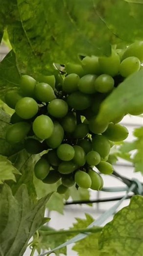 最近在药房下班后，每1分每一秒都要顾着绿豆饼粽子店，我的菜园连瞄一眼都没时间，昨天才发现我的葡萄都长这么大啦