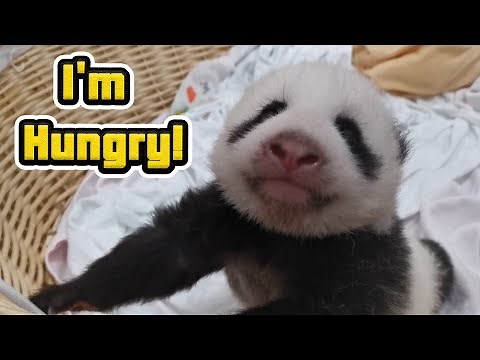 Yelling Sound Is One Sign That Baby Panda Is Hungry | iPanda