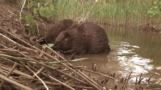 Beavers help rewild Czech nature park before authorities can