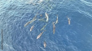 A pod of Fraser's dolphins, Lagenodelphis hosei, swims at the surface of the Pantar Strait between Alor and Pantar in Indonesia. These small, stocky cetaceans are found around the world.