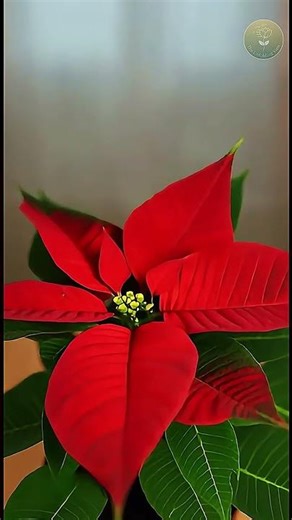 🎄 Poinsettia Color Change Time-Lapse | Green to Christmas Red | The Unfolding View #growth #fruit