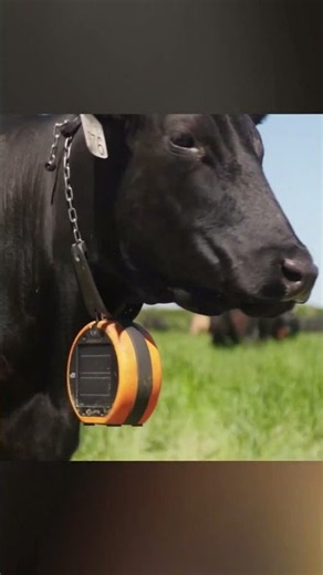 The Genius "Invisible Fence" Technology for Cows! 🐄📱