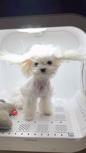 Dog Lovers Club on Instagram: "New pet hair dryer 😍"
