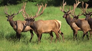 Eerie bugling sounds ring out, during elk mating season in Washington state