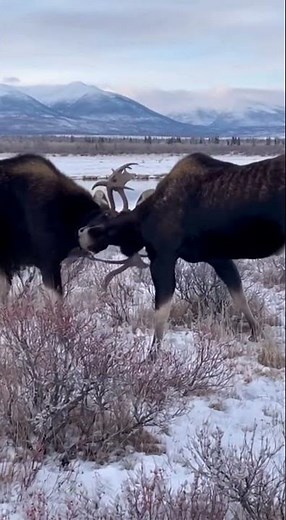 Alaskan Moose Battle 🫎💥 Titans of the Tundra Clash! #Wildlife #AnimalBattle #Predators #4K