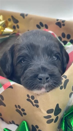 Crossfield Doodles on Instagram: "🎁✨ Still looking for the perfect present? Meet Glow & Beaumont’s adorable miniature Labradoodle puppy — the sweetest after-Christmas surprise to complete your holiday shopping! ❤️🐶 If you’ve been scrolling for that one gift that brings joy long after the holidays… this little fluff is it. Soft, snuggly, and full of personality — the kind of gift everyone remembers. 📅 Important Dates: 🎄 6-Week Pick Day: December 27, 2025 — the best