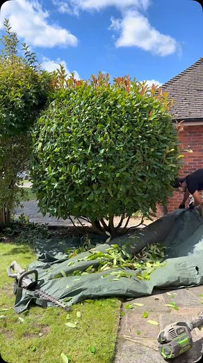 Satisfying Photinia x fraseri ‘Red Robin’ shape up 😎 🌳🍃🍃 #photinia #shrub #plants #gardener #gardeninglife #gardening #battery #tools #egopowerplus #mywork #gardenservices #surrey #selfemployed #satisfying | Alexander’s gardening