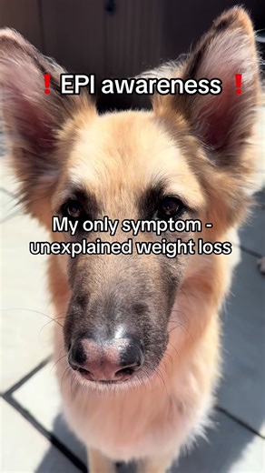 EPI in Dogs: Understanding Pancreatic Insufficiency