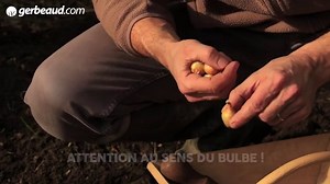 Oignon : semis, culture et récolte
