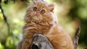 8 Fakta Kucing Persia, Salah Satu yang Populer di Dunia