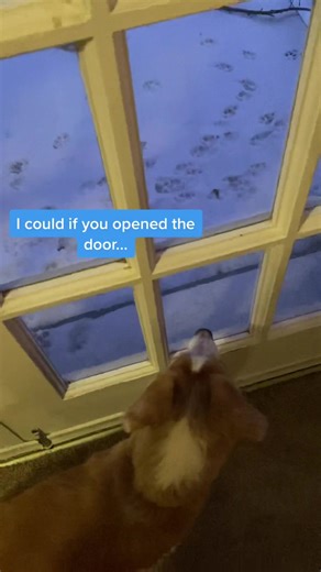 Toothless Gremlin vs. Deer Standoff in My Yard