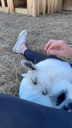 Y'all look how this baby goat is sleeping. 🐐🤍