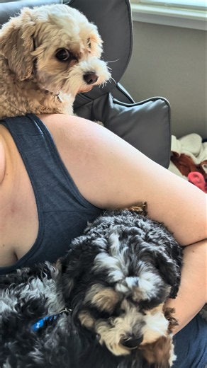 Velcro pups won't let Mom work! 😂