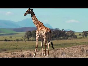 giraffe and the sound of giraffe