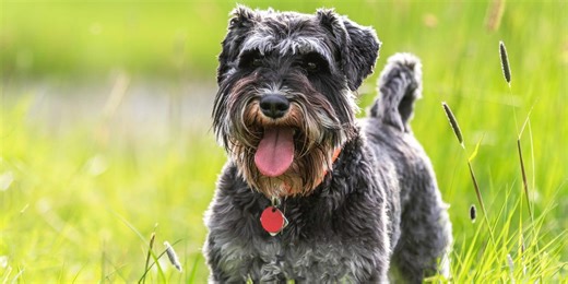 Best and worst dog breeds for people with allergies