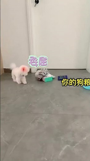 Teacup dog breeds / teacup puppies 🐕 #shorts #dog #cute