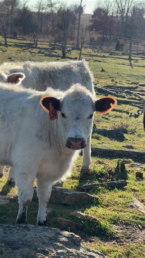 Unique Names for Special Cattle on the Ranch