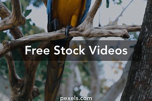 Neem Tree Videos, Download The BEST Free 4k Stock Video Footage & Neem Tree HD Video Clips